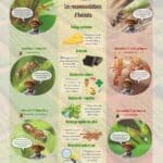 Fourmis dans ton champ amies ou ennemies