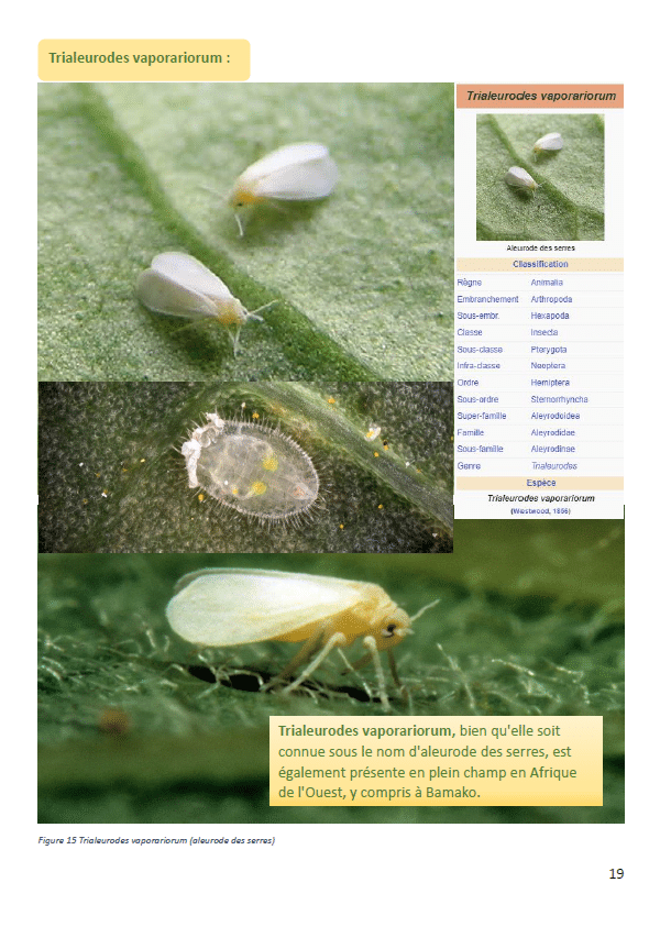 ebook_insectes_3