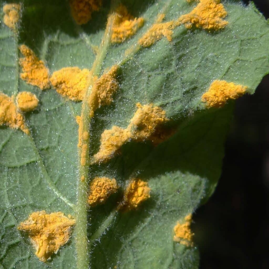 rouille sur feuillage rouille sur feuillage