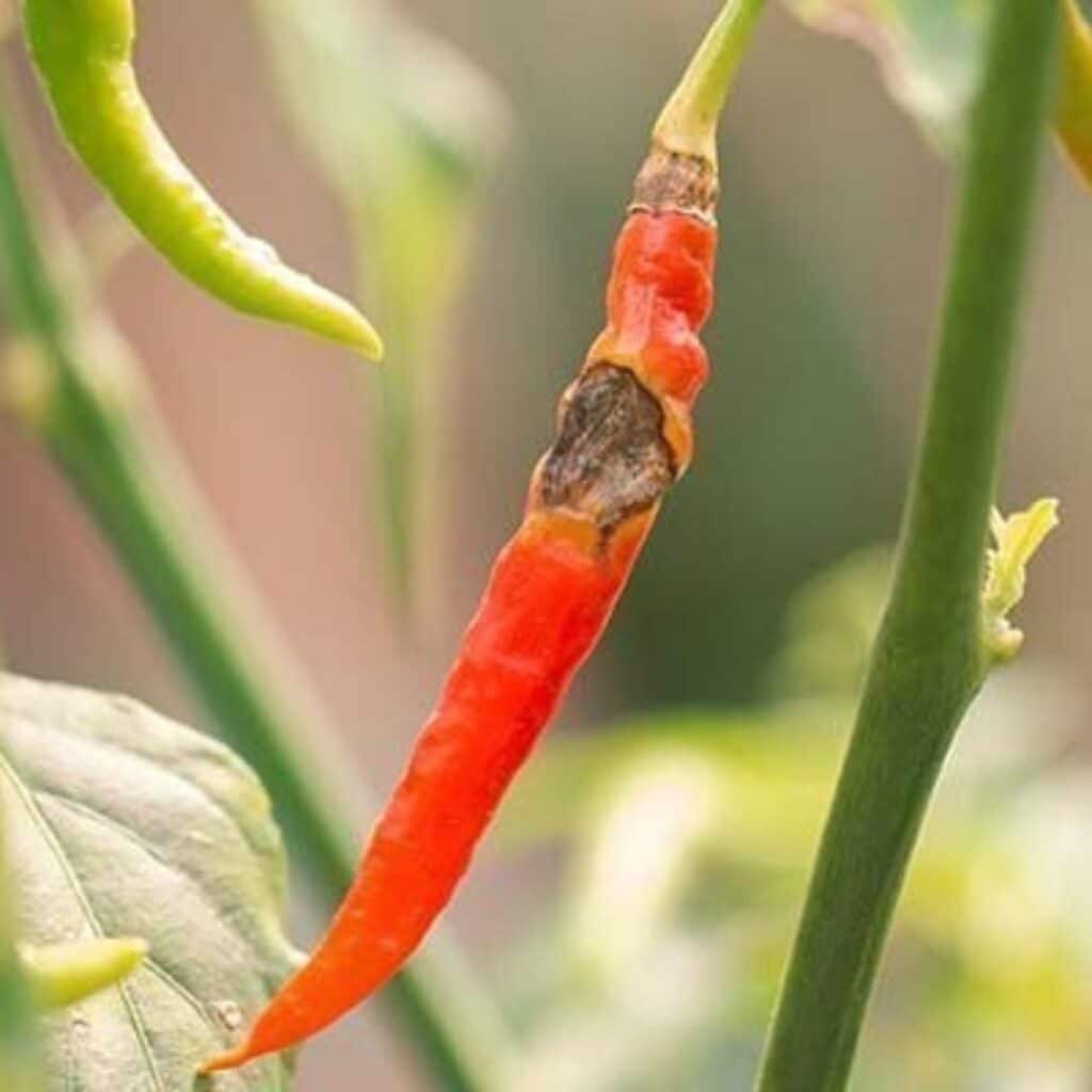 Anthracnose Anthracnose