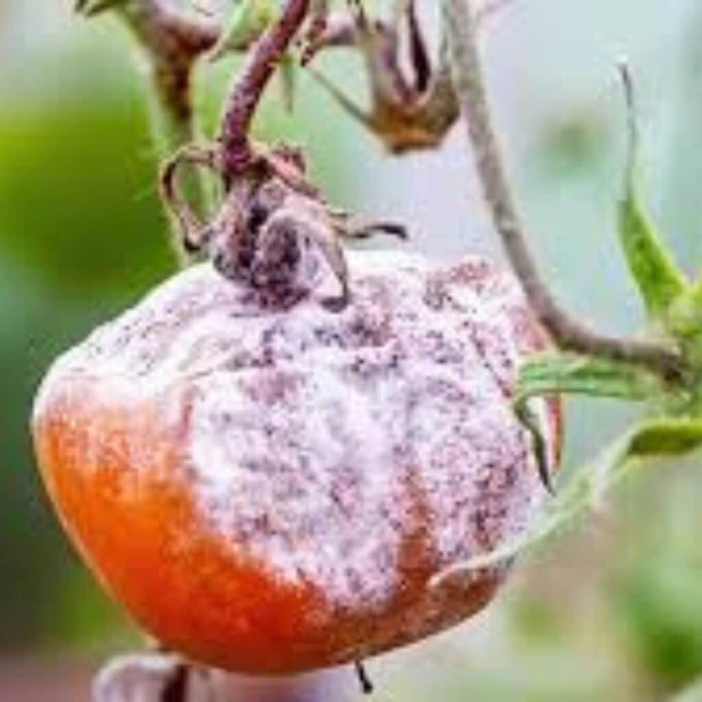 Botrytis sur tomate Botrytis sur tomate