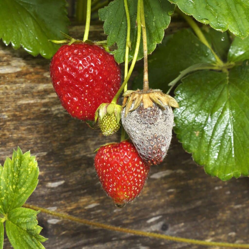 Botrytis sur fraise Botrytis sur fraise