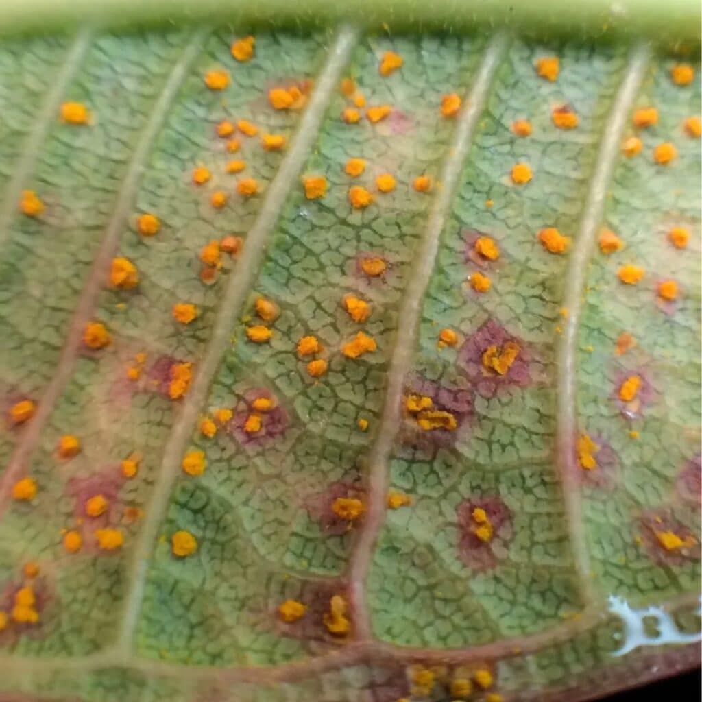 spores de rouille spores de rouille
