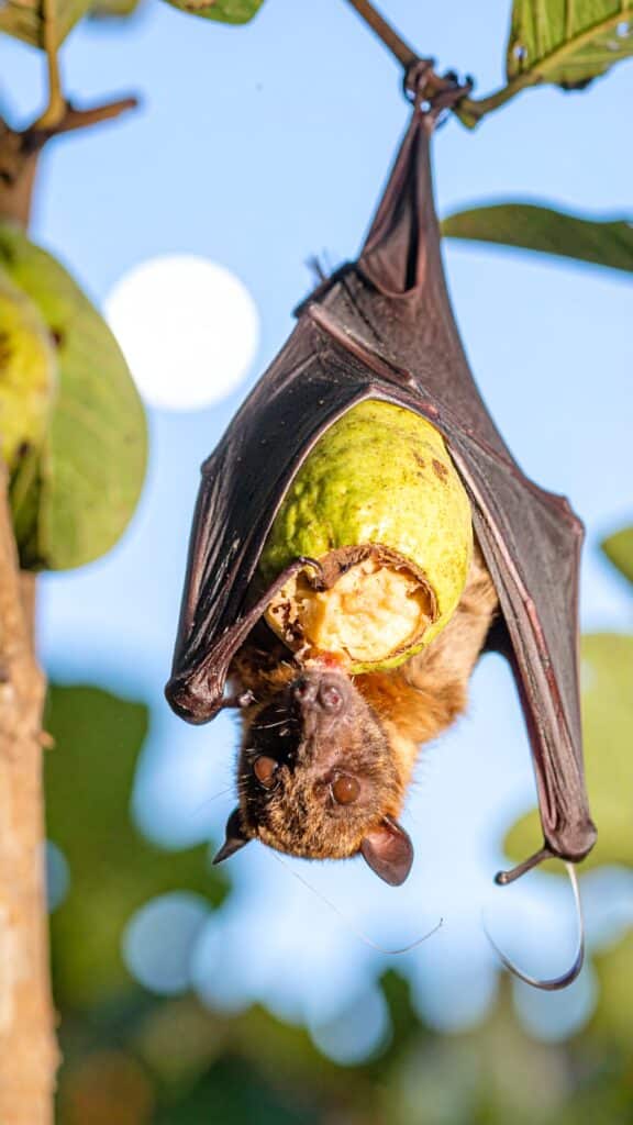 Chauve-souris dévorant une goyave