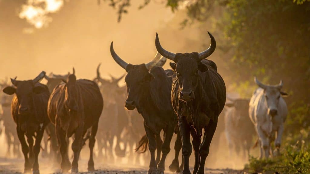 Troupeau de boeufs sur une route soleil couchant