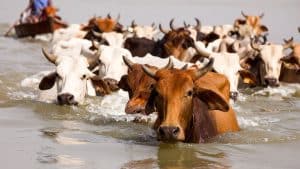 Troupeau de vaches traversant le fleuve