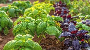 planche de basilic varié au Mali