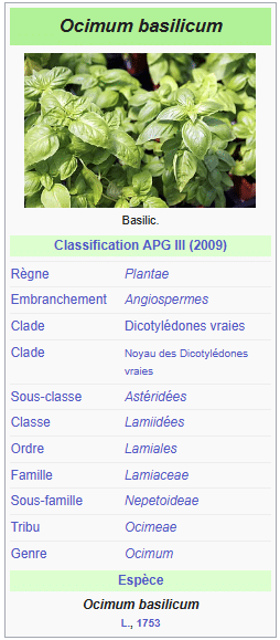 description botanique du basilic