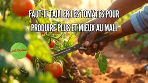 taille de la tomate