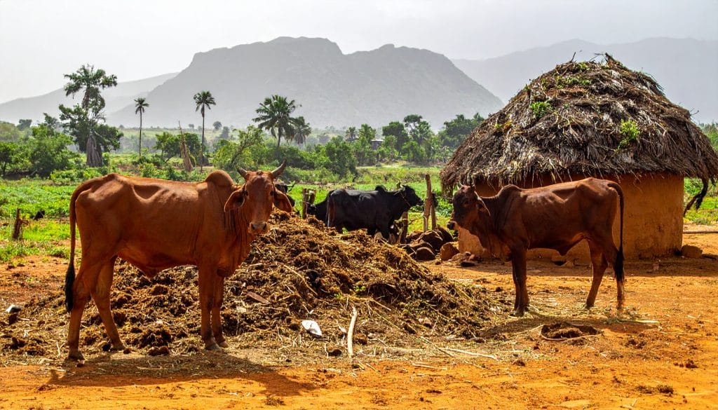 tas de fumier et enclos à boeufs