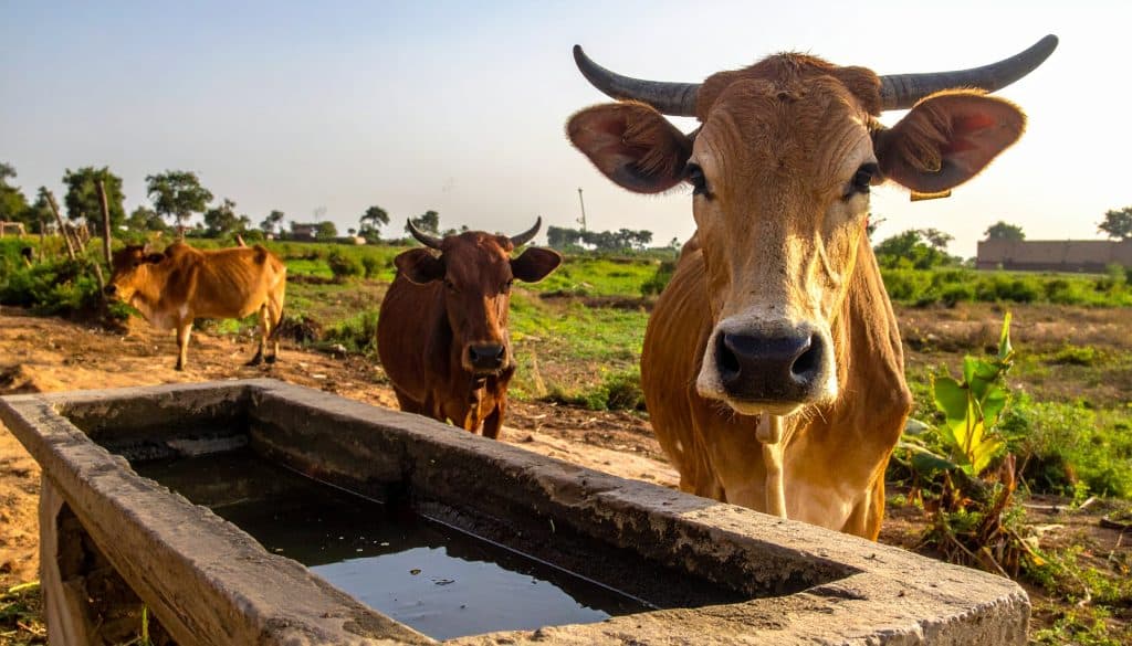vaches prés d'un abreuvoir