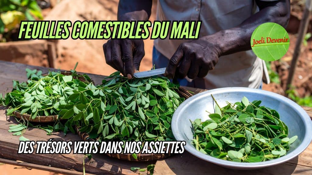 Feuilles de moringa et de manioc pretes à etre cuisinées.