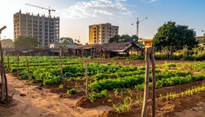 Immeuble et maraichage a Bamako