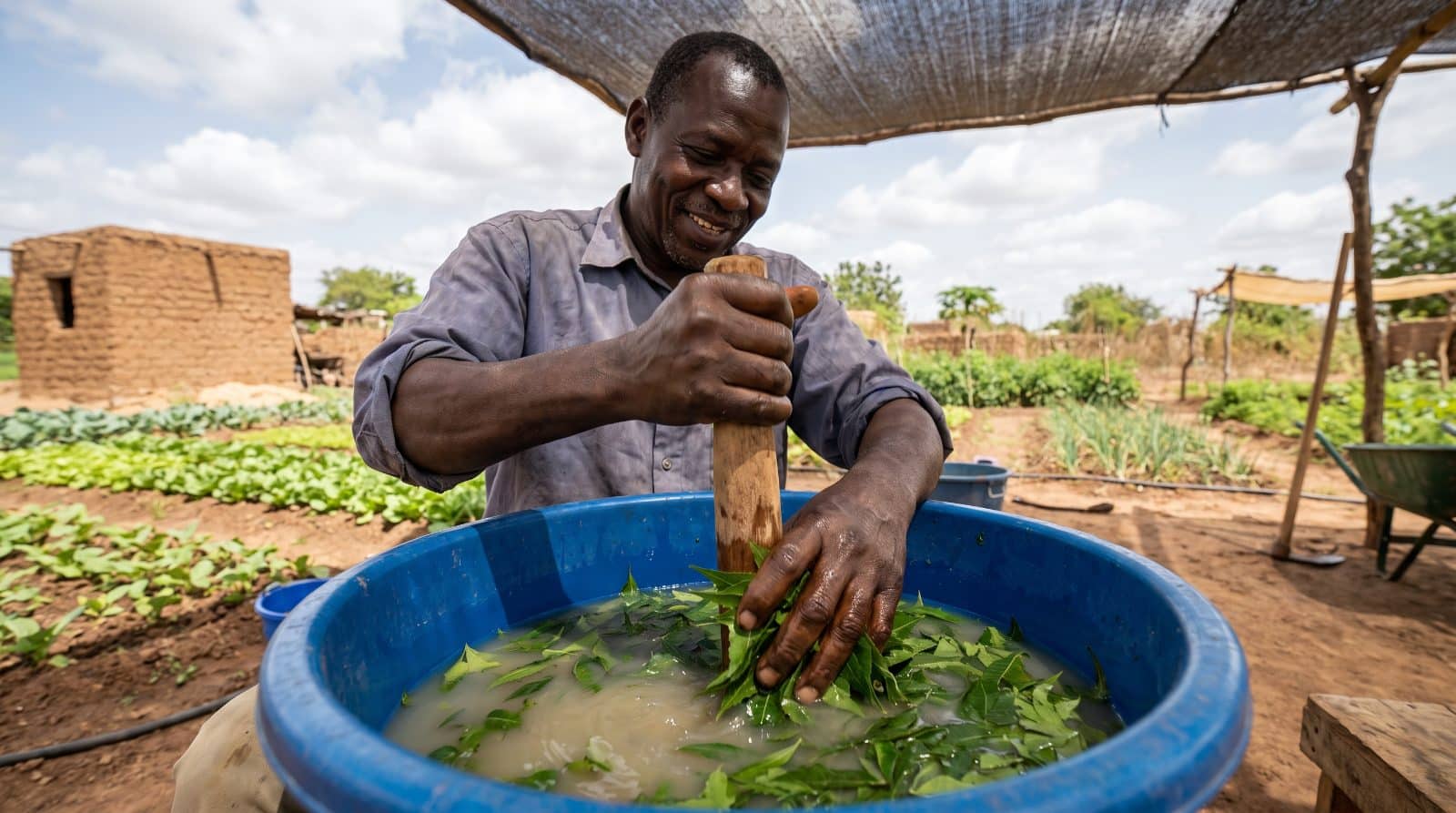 Maraîcher préparant un extrait fermenté de feuilles de neem dans une bassine