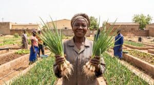 Maraîchère tenant deux bottes d'oignons devant des planches de pépinière maraîchère au Mali