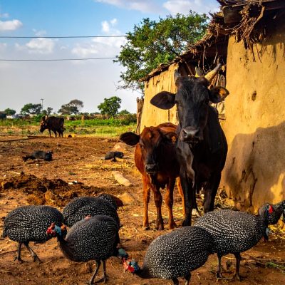 pintades et boeufs ensemble